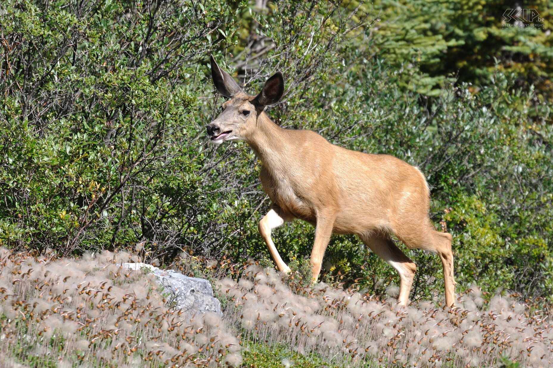 Jasper NP - Mule deer A female mule deer or Columbian black-tailed deer (Odocoileus hemionus columbianus) Stefan Cruysberghs